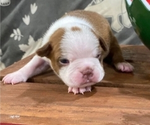 English Bulldog Puppy for sale in HICKORY, NC, USA