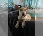 Small #4 Mutt