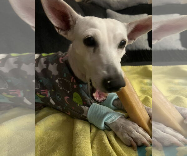 Medium Photo #3 Mutt Puppy For Sale in Chandler, AZ, USA