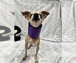Small #2 Chihuahua Mix