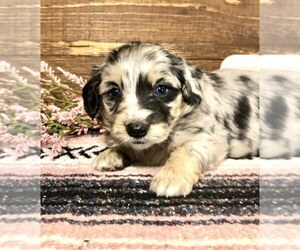 Aussiedoodle Puppy for sale in JADWIN, MO, USA