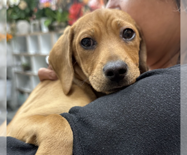 Medium Photo #9 Labrador Retriever-Unknown Mix Puppy For Sale in Brooklyn, NY, USA