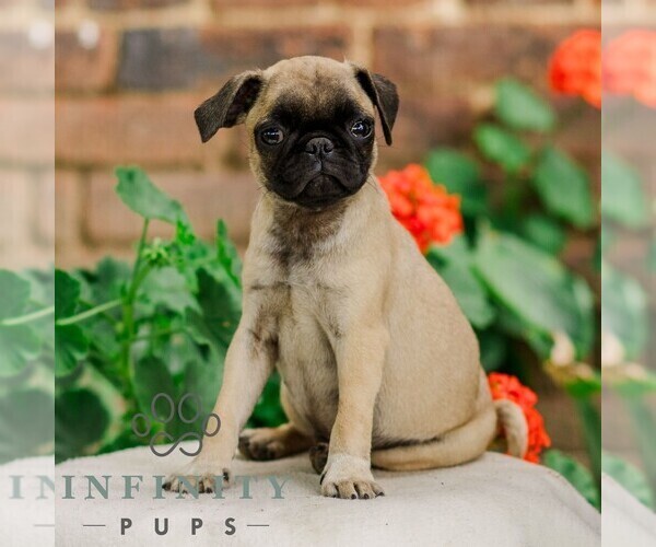 Medium Photo #2 Pug Puppy For Sale in ORRSTOWN, PA, USA