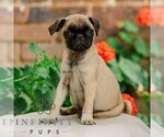 Small #1 Pug