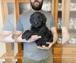 Small #6 Goldendoodle
