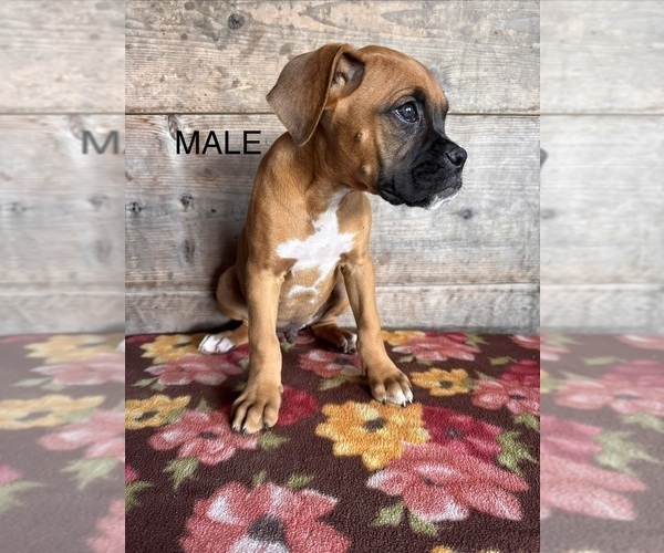 Medium Photo #6 Boxer Puppy For Sale in VERMONTVILLE, MI, USA