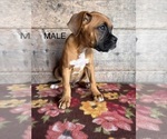 Small #5 Boxer