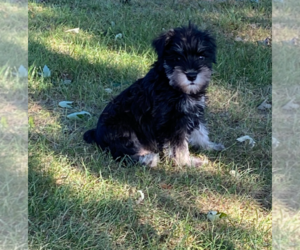 Schnauzer (Miniature) Puppy for sale in ROLLA, MO, USA