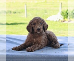 Goldendoodle-Poodle (Standard) Mix Puppy for sale in HONEY BROOK, PA, USA