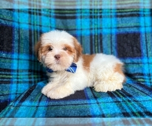 Lhasa Apso Puppy for sale in LAKELAND, FL, USA