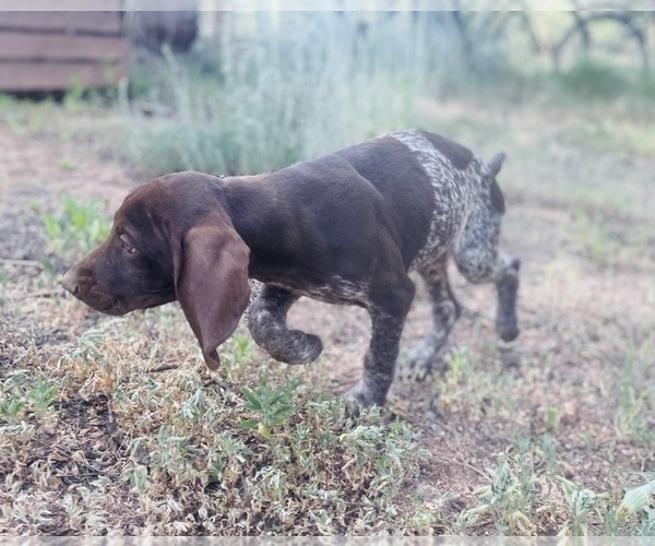 Medium Photo #69 German Shorthaired Pointer Puppy For Sale in DENVER, CO, USA