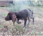 Small Photo #69 German Shorthaired Pointer Puppy For Sale in DENVER, CO, USA