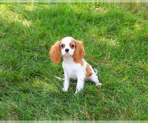 Cavalier King Charles Spaniel Puppy for sale in SYRACUSE, IN, USA