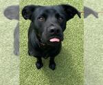 Small #1 Labrador Retriever Mix