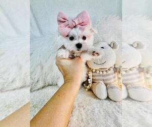 Maltese Puppy for sale in HOUSTON, TX, USA