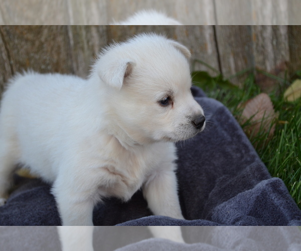 Medium Photo #5 Alaskan Klee Kai Puppy For Sale in GREENWOOD, WI, USA