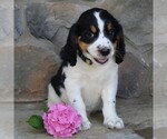 Small Photo #5 English Springer Spaniel Puppy For Sale in GORDONVILLE, PA, USA