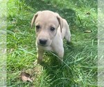Puppy Oliver Labrador Retriever