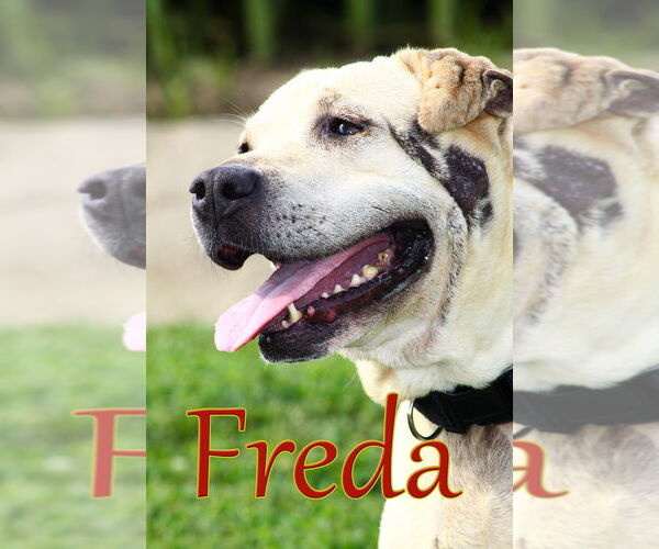 Medium Photo #4 American Pit Bull Terrier-Chinese Shar-Pei Mix Puppy For Sale in Evansville, IN, USA