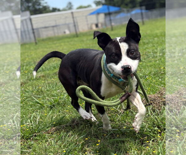 Medium Photo #4 American Pit Bull Terrier-Unknown Mix Puppy For Sale in Virginia Beach, VA, USA