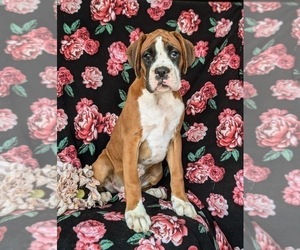 Boxer Puppy for sale in CHRISTIANA, PA, USA