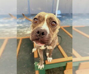 Boxer-Unknown Mix Dogs for adoption in Palmetto, FL, USA