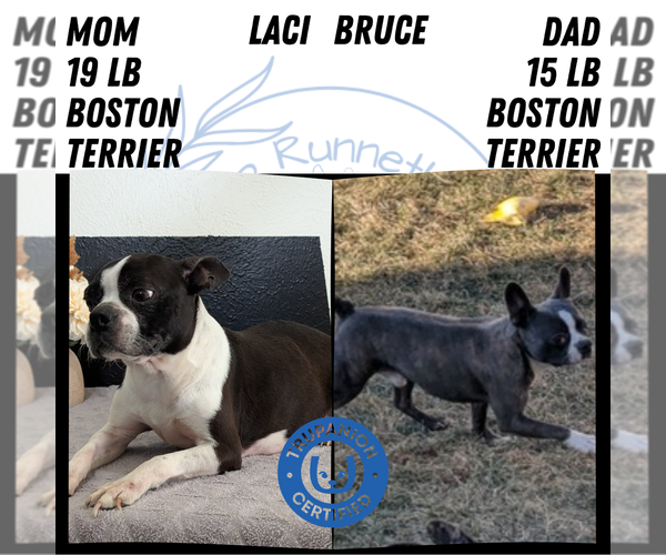 Medium Photo #56 Boston Terrier Puppy For Sale in GOSHEN, IN, USA