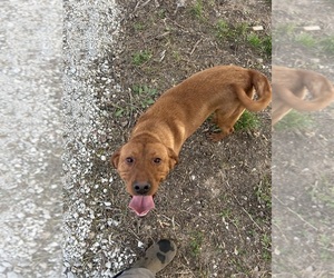 Father of the Labrador Retriever puppies born on 04/10/2026