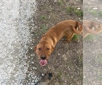 Small Photo #1 Labrador Retriever Puppy For Sale in DONNELLSON, IA, USA