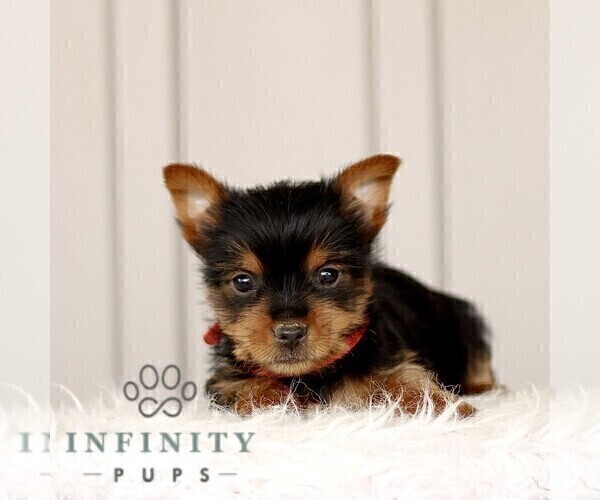 Medium Photo #5 Yorkshire Terrier Puppy For Sale in BIRD IN HAND, PA, USA
