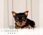 Small #4 Yorkshire Terrier