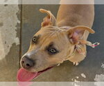 Small #3 Mutt