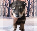 Small Photo #4 Wolf Hybrid Puppy For Sale in BYBEE, TN, USA