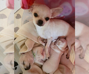 Mother of the Chihuahua puppies born on 07/19/2026