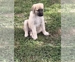 Small Photo #7 Anatolian Shepherd Puppy For Sale in HOLIDAY, FL, USA