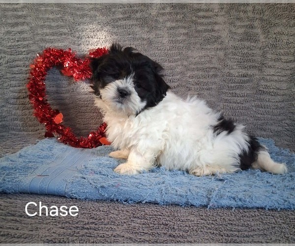 Medium Photo #3 Zuchon Puppy For Sale in MOUNT PLEASANT, MI, USA