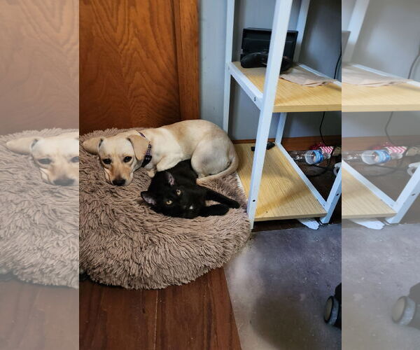 Medium Photo #3 Basset Hound-Labrador Retriever Mix Puppy For Sale in Brooklyn Center, MN, USA
