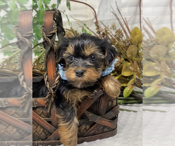 Medium Photo #5 Shorkie Tzu Puppy For Sale in SELLERSBURG, IN, USA
