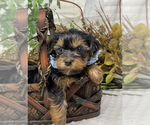 Small #3 Shorkie Tzu