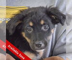 Small Australian Shepherd Mix