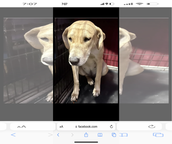 Medium Photo #1 American Staffordshire Terrier-Unknown Mix Puppy For Sale in Dana Point, CA, USA