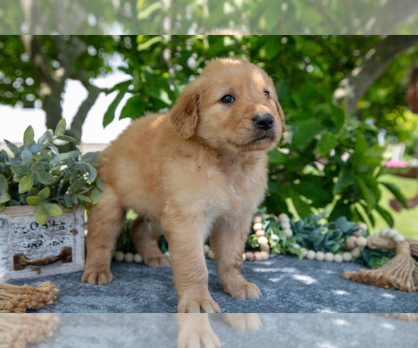 Medium Photo #29 Golden Retriever Puppy For Sale in WOLCOTTVILLE, IN, USA