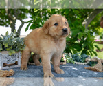 Small Photo #29 Golden Retriever Puppy For Sale in WOLCOTTVILLE, IN, USA