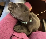 Small Photo #3 Australian Cattle Dog-Labrador Retriever Mix Puppy For Sale in SEMINOLE, AL, USA