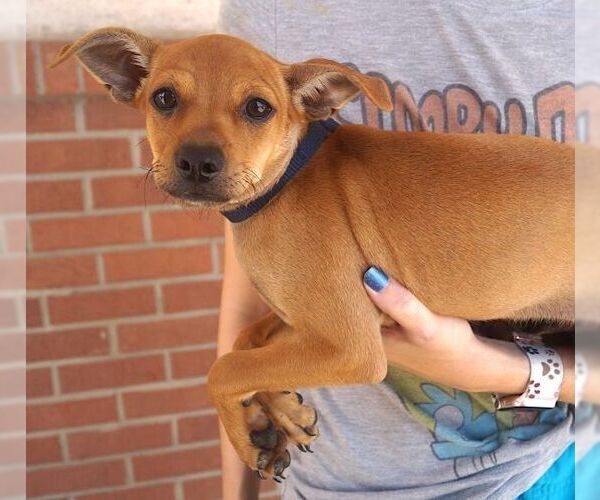 Medium Photo #2 Chihuahua Puppy For Sale in Carrollton, TX, USA