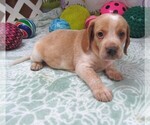Small #1 Beagle