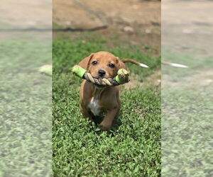 Australian Shepherd-Dachshund Mix Dogs for adoption in Aurora, IN, USA