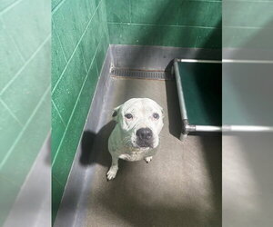 Mutt Dogs for adoption in Forestville, MD, USA