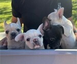 Small Photo #11 Faux Frenchbo Bulldog-French Bulldog Mix Puppy For Sale in MOUNDRIDGE, KS, USA