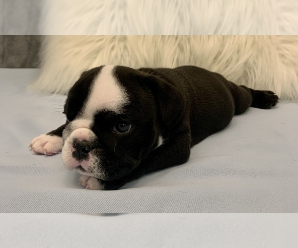 Medium Photo #12 Bulldog Puppy For Sale in JACKSONVILLE, FL, USA